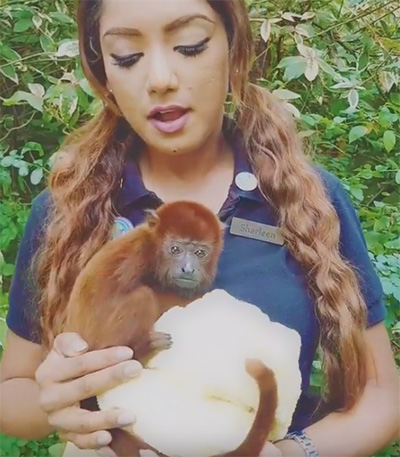 ベビーアカホエザル